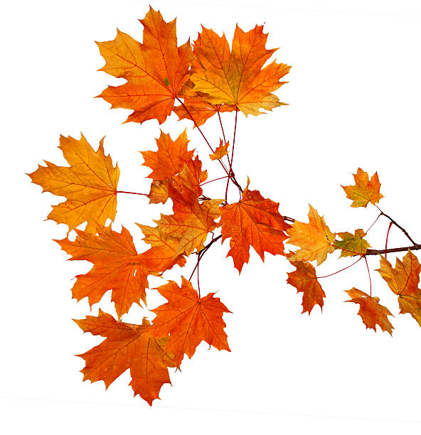 istock Branch of autumn maple leaves isolated on white background 615746566
