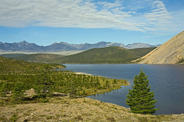 istock Lonely larch on a background of lake. 615746714