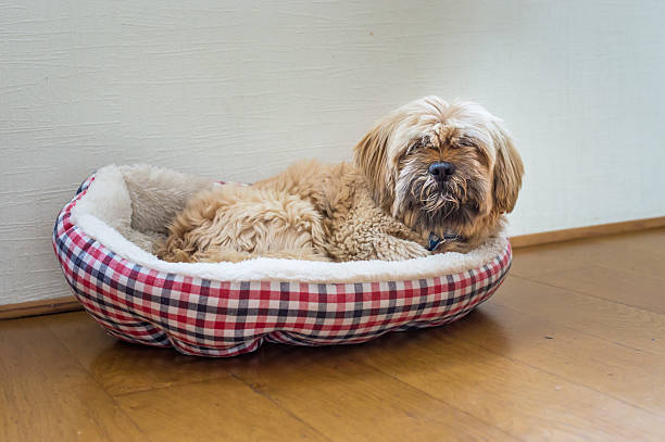 istock Beautiful milk chocolate havanese dog 615747034