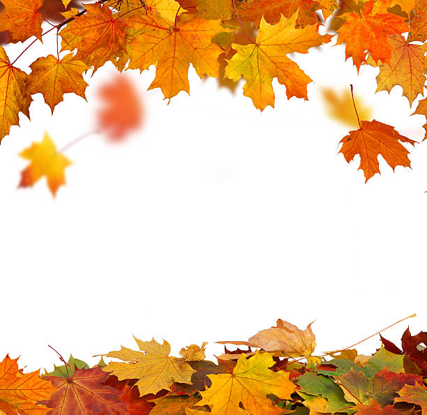 istock Autumn falling maple leaves isolated on white background 615747074