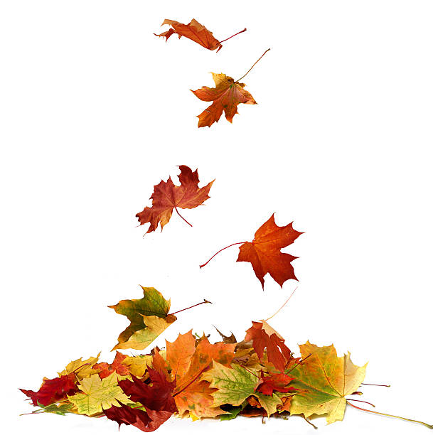 istock Pile of autumn maple colored leaves isolated on white background 615747912