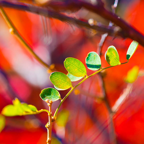 Twig with green leaves in sunlight on blurred red background