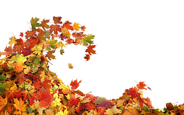 istock Pile of autumn maple colored leaves isolated on white background 615748238