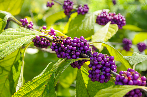 photo of an American beauty berry taken in October 2013 in Orlando, Florida, USA..