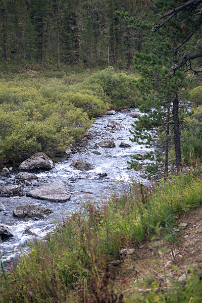istock Mountain river in the Altai, evening, Russia 615748452