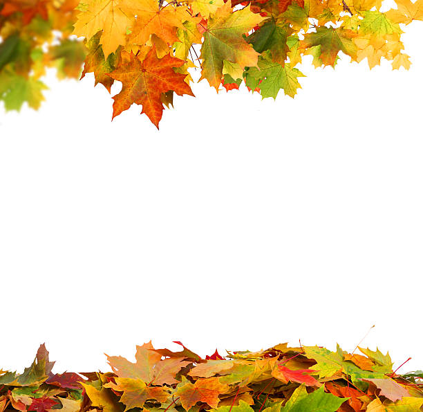 istock Autumn falling maple leaves isolated on white background. Autumn 615749118
