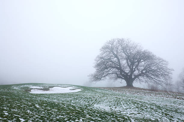 big leaveless oak tree standing on a snowy golf course  in misty weather