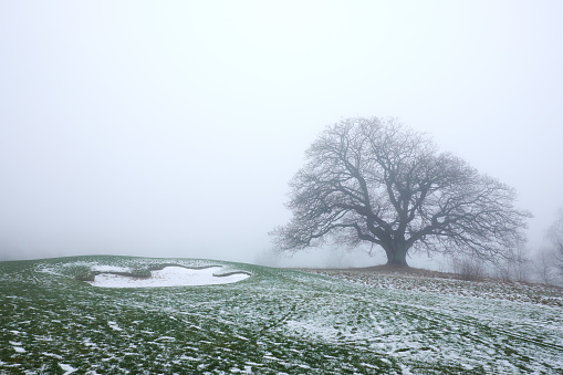 big leaveless oak tree standing on a snowy golf course  in misty weather