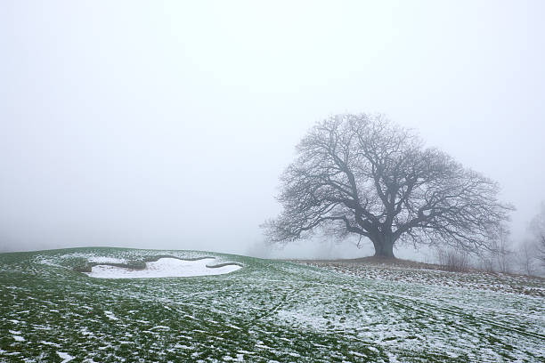 big naked oak tree in the mist stock photo