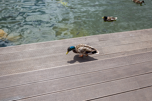 Beautiful male european duck sitting on wooden pier at river