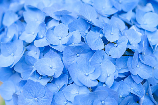 istock Close-up of flowers 615793192