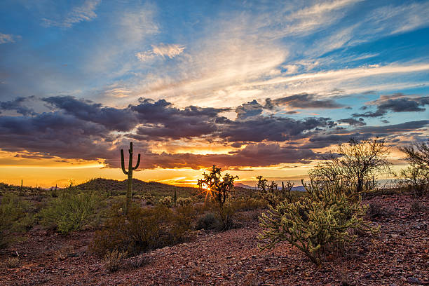 colorato tramonto nel deserto di sonora con saguaro cactus - desert arizona cactus phoenix foto e immagini stock