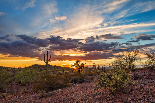 A beautiful sunset pours warm light over a rugged desert landscape with tall Saguaro cacti near Phoenix, Arizona.