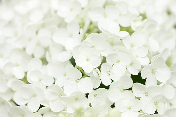 istock Close-up of flowers 615794016