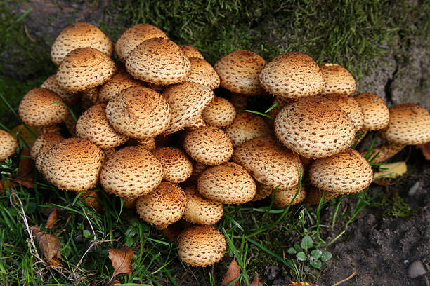 mushrooms stock photo