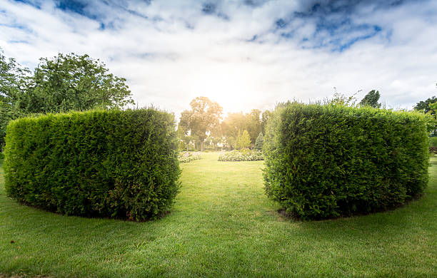 Entrance to decorative bush labyrinth in park at sunny day