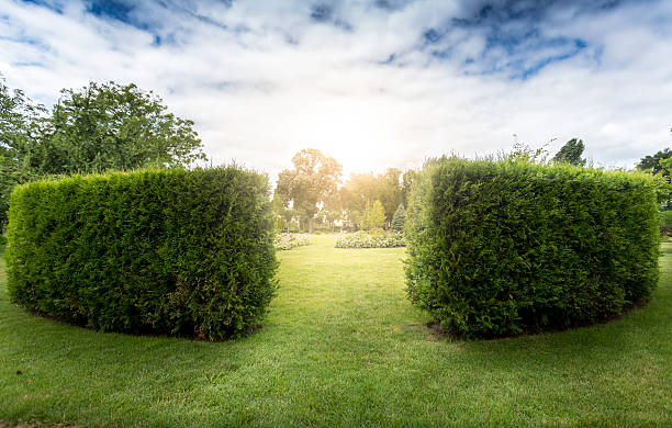 Entrance to decorative bush labyrinth in park Entrance to decorative bush labyrinth in park at sunny day hedge stock pictures, royalty-free photos & images
