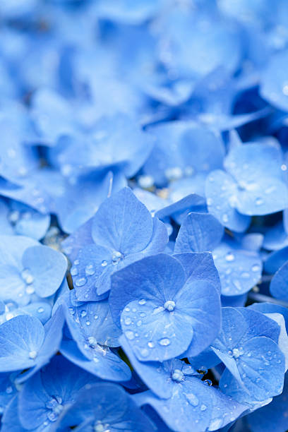 istock Close-up of flowers 615795870