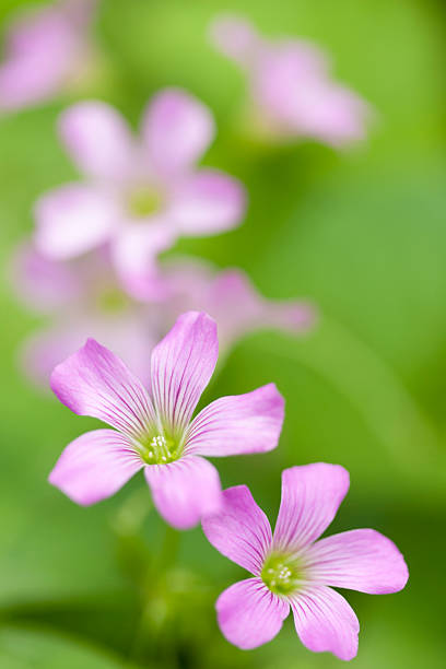 istock Close-up of flowers 615796164