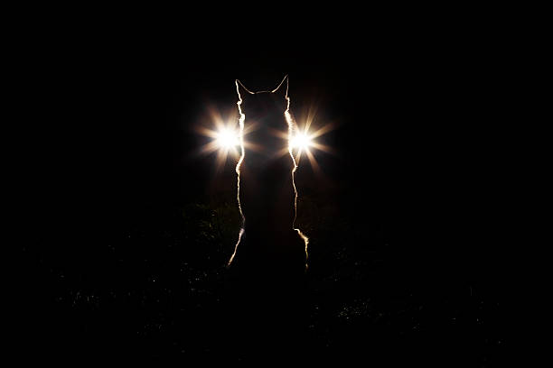 White Swiss shepherd dog silhouette in the headlights