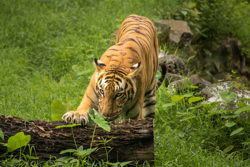 The South China Tiger under tree