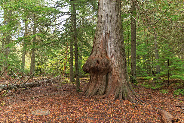 узелками дерево - cedar tree tree montana woods стоковые фото и изображения