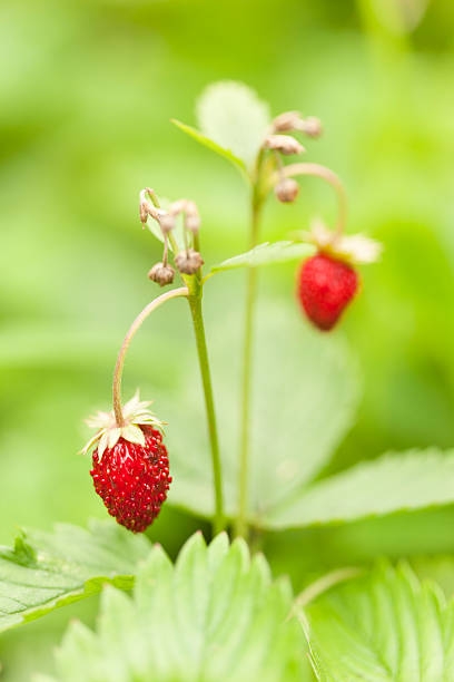 istock Wild strawberry plant 615797988