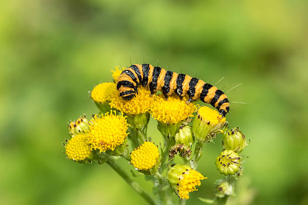 Cinnabar caterpillars are larvea of the cinnabar moth (Tyria jacobaeae). Here found feeding on the yellow flowered ragwort (Jacobaea vulgaris).