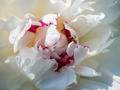 Creamy white and purple Peony blossom with a small ant looking for food