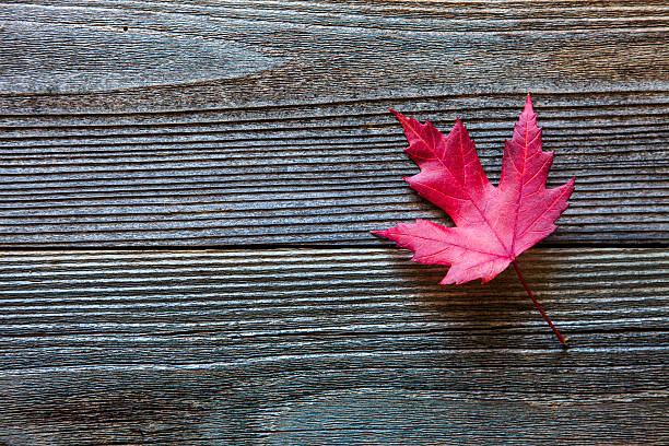 istock Autumn background with maple leaf on old wood 615798648