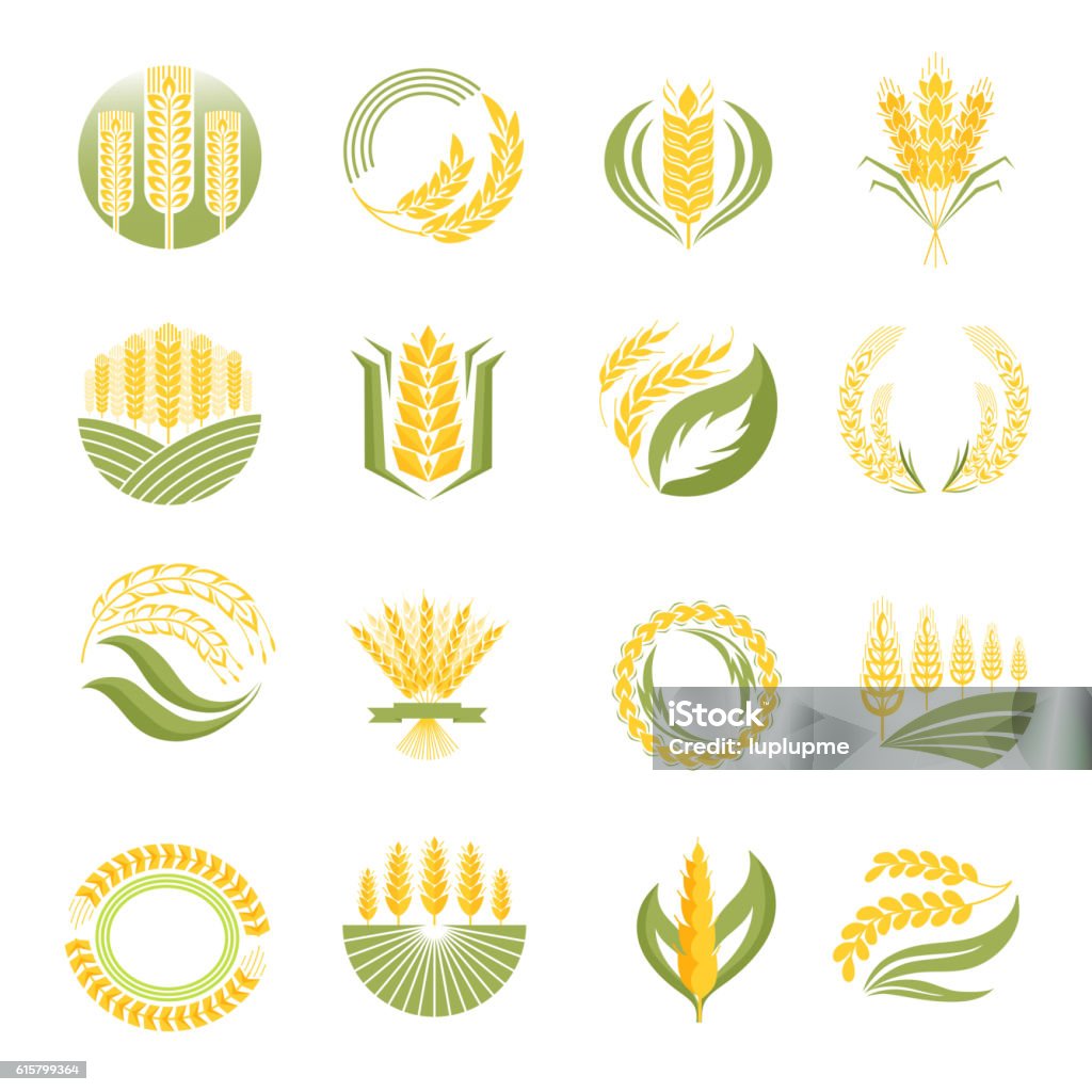 Wheat icon vector set. Cereal ears and grains set for agriculture industry or logo design. Vector food illustration organic natural wheat logo icon. Healthy bread wheat logo icon organic natural agriculture label. Corn - Crop stock vector