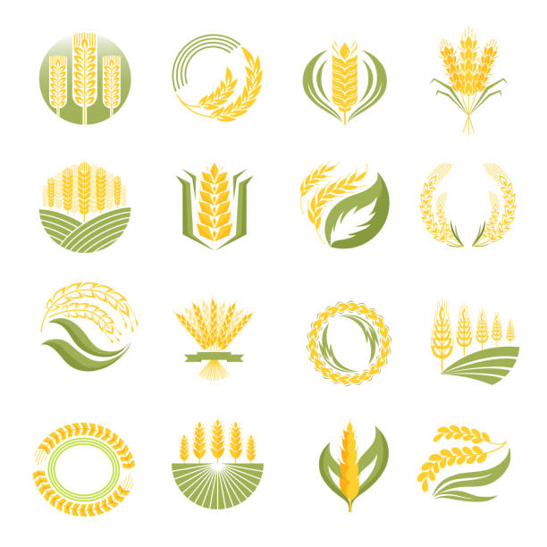 Wheat icon vector set. Cereal ears and grains set for agriculture industry or logo design. Vector food illustration organic natural wheat logo icon. Healthy bread wheat logo icon organic natural agriculture label. insignia healthy eating gold nature stock illustrations