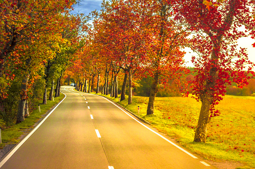 Autumnal landscape with asphalted road, and maple tree lines on the side, with red and orange coloured leaves.