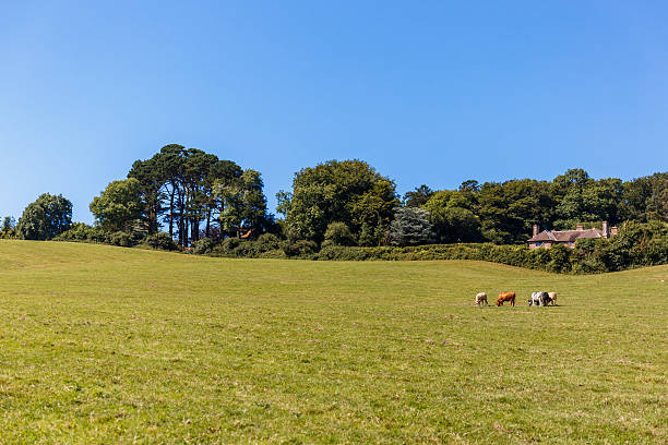 istock Jurassic Coast in summer 615800980