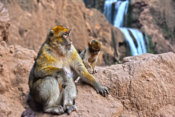 Barbary macaque (Macaca sylvanus), at the Ouzoud falls in Morocco