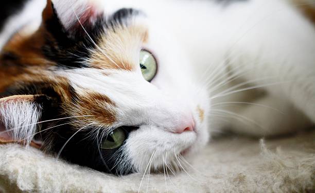 istock Tricolour cat with green eyes 615802462