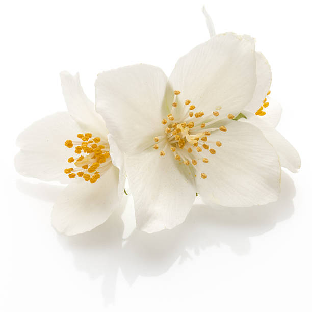 istock Jasmine flowers isolated on white background cutout 615802998