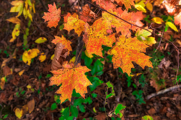 Leaves of Color stock photo