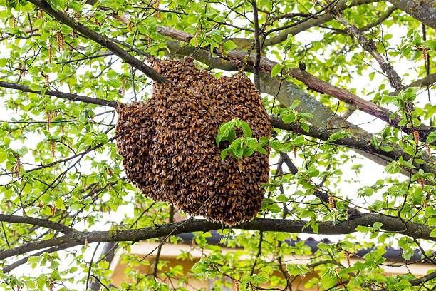 monótona de abelhas - swarm of bees imagens e fotografias de stock