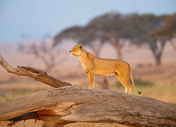 weiblicher löwe in der serengeti, tansania afrika - löwin stock-fotos und bilder