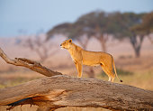 Female Lion in the Serengeti, Tanzania Africa