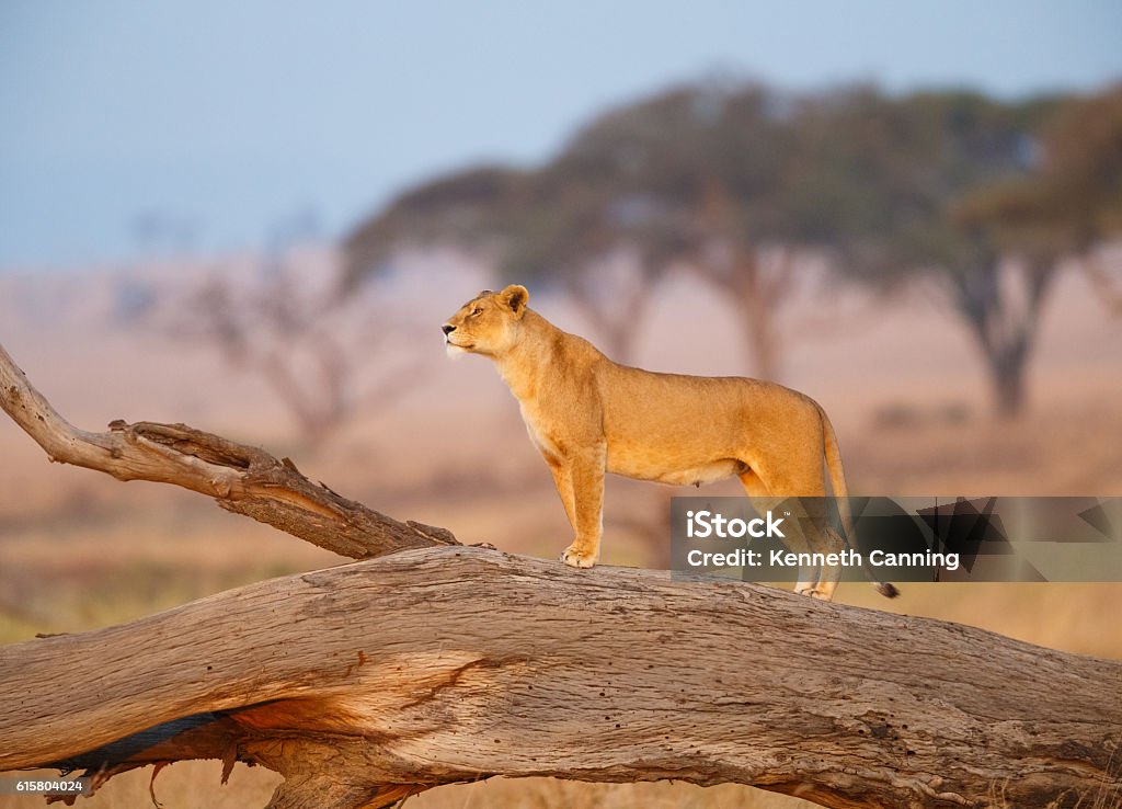 Female Lion in the Serengeti, Tanzania Africa Lion, Female  Lion - Feline Stock Photo