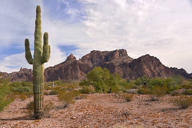 istock Saguaro Cactus and Rocky Mountains 615805044