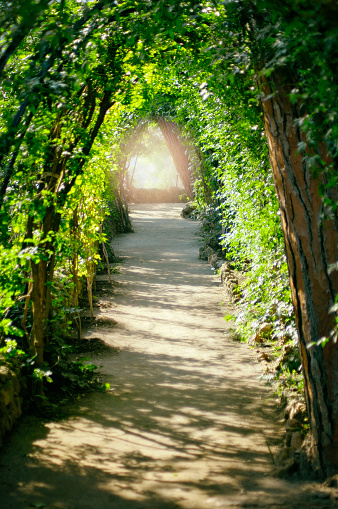 Dreamy sunlit walking path that is covered by a lush green canopy of trees.  Light at the end of the tunnel.