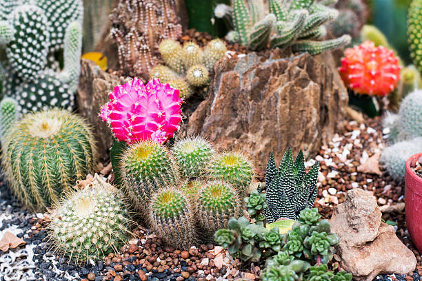 istock The beauty Garden cactus 615809134