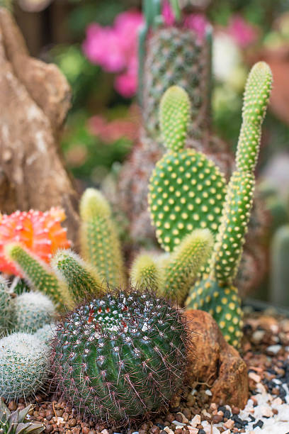 istock The beauty Garden cactus 615809138
