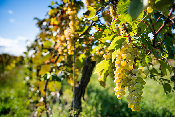 White Wine Grapes stock photo
