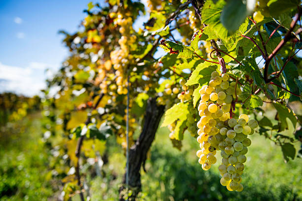 vinho branco uvas - wine region - fotografias e filmes do acervo