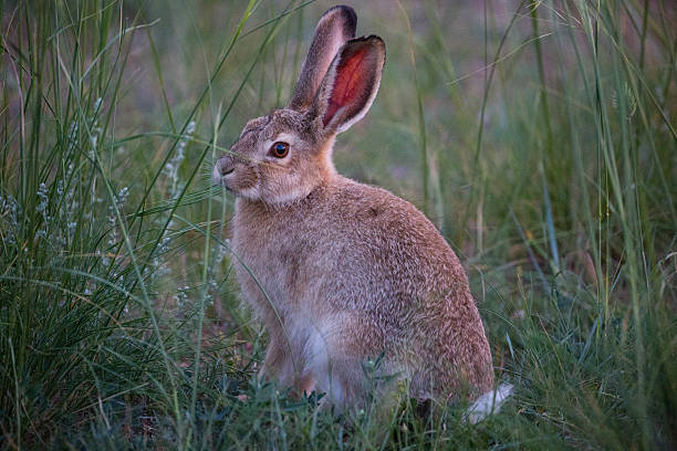 istock Mongolia: Tolai Hare in the Middle Gobi 615810676