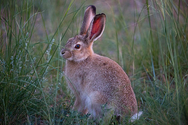 istock Mongolia: Tolai Hare in the Middle Gobi 615810704